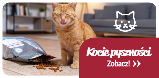 Kocie pyszności
